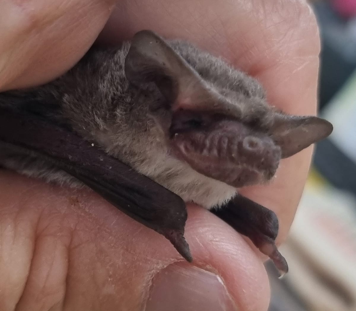 Sharing spaces with microbats