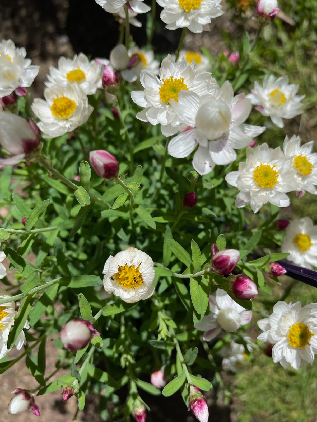 Choose native plants for containers