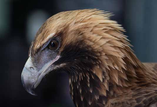 Wedge-tailed Eagle comes into care