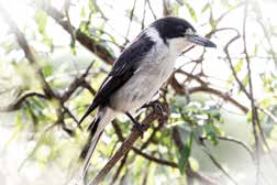 Butcherbirds