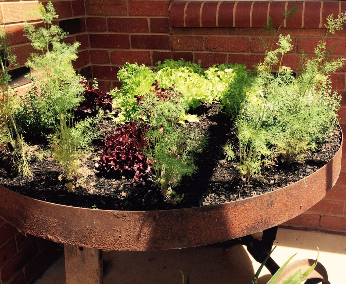 Summer herbs for flavour