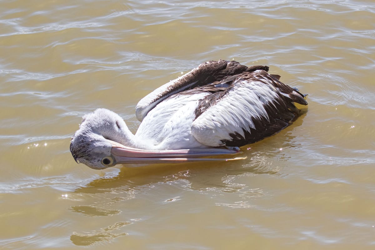 Pelican on the lure