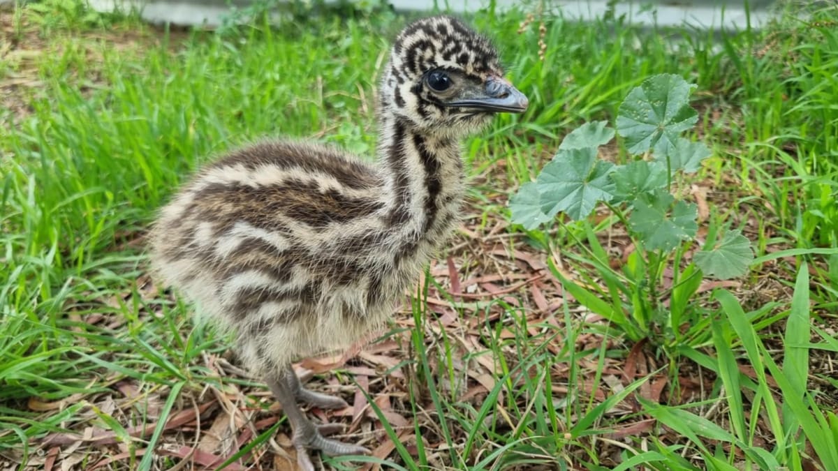 Emus - flightless, feisty and feminist