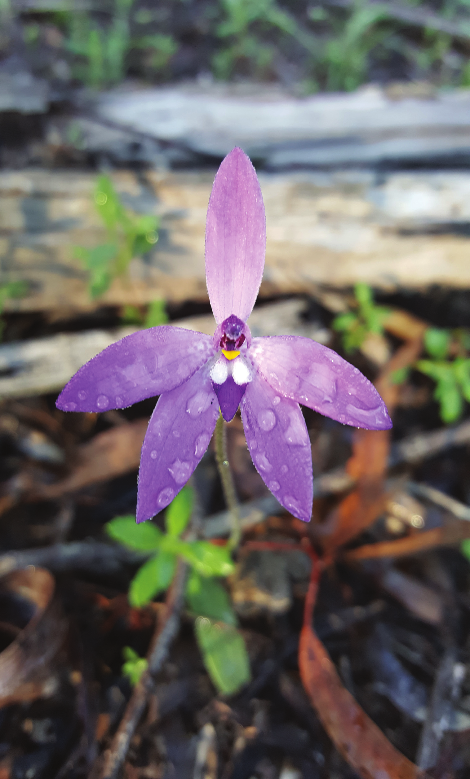 Wildflower hunt this weekend