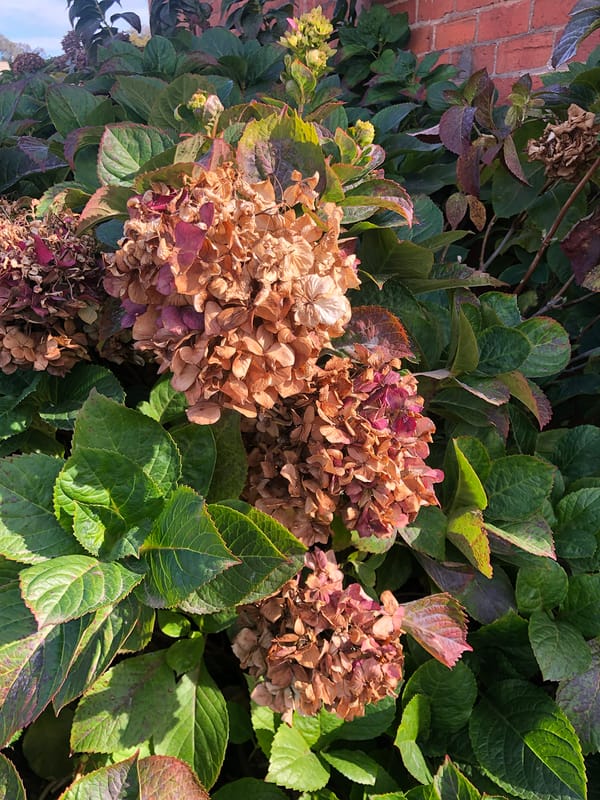 Colours of autumn