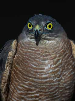 Collared Sparrowhawk