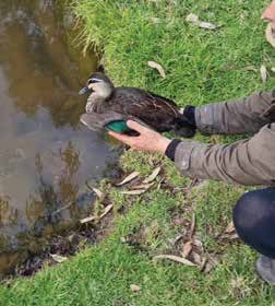 Black duck rescue