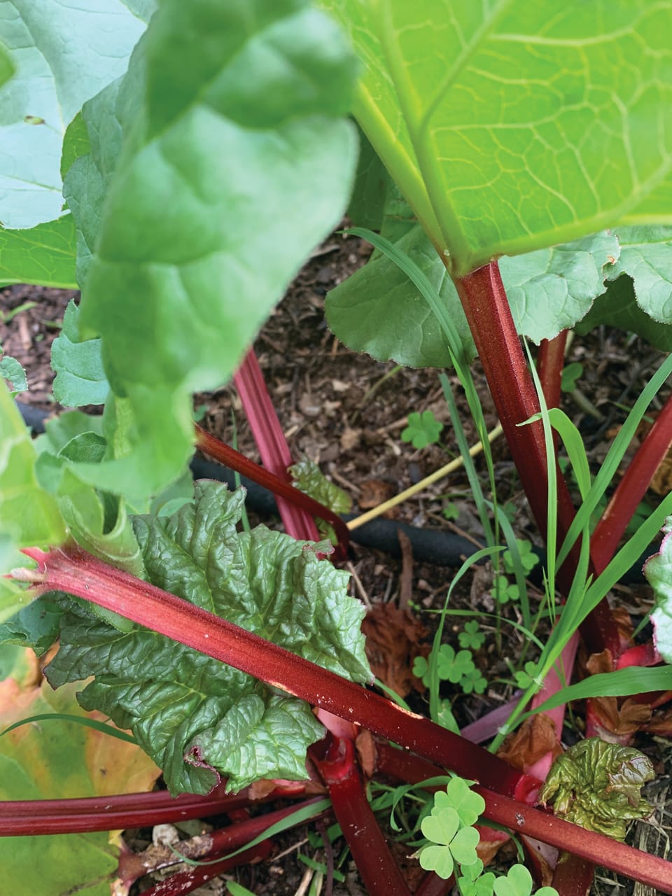 Grow rhubarb for delicious pies, preserves and jams