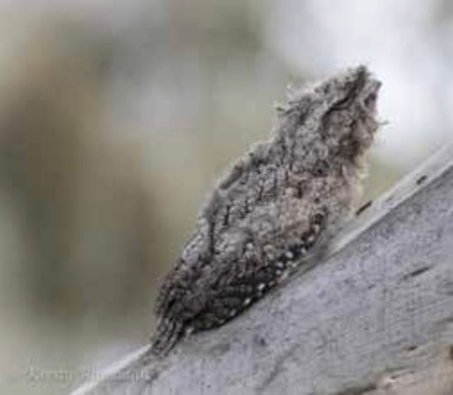 Ambitious fledglings, ‘branchers’